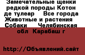 Замечательные щенки редкой породы Котон де тулеар  - Все города Животные и растения » Собаки   . Челябинская обл.,Карабаш г.